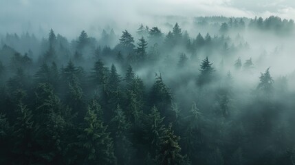A mysterious fog covers a dense forest. Perfect for nature-themed designs