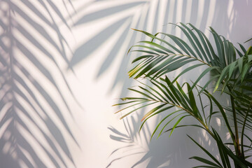 Background with palm leaves and shadows