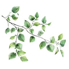 Fresh green leaves on a clean white background, suitable for various design projects
