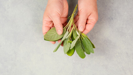 Holding fresh organic sage herb in the hand, prepare healthy tea or food with spice, harvest and...