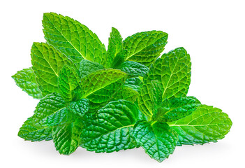 Mint leaves isolated on white background. Fresh peppermint on white background. Mint leaves closeup - 780864377