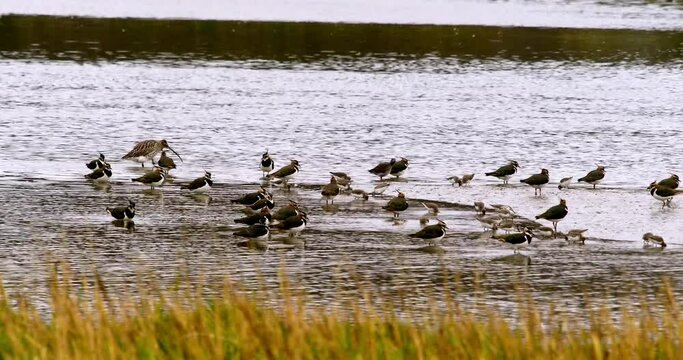 A serene video capturing a flock of birds, likely ducks, wading and flying over a calm lake surrounded by tall grass, depicting a peaceful natural habitat.