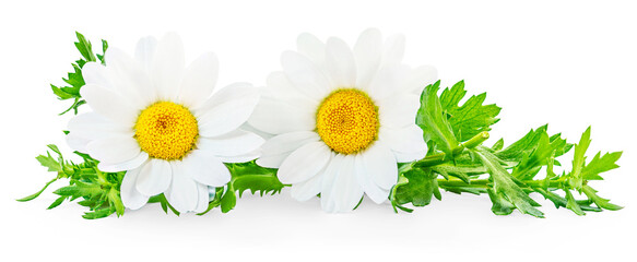 Chamomile or camomile flowers isolated on white background. Daisy as package design element.  Herbal tea concept. - obrazy, fototapety, plakaty