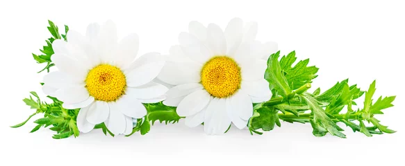 Foto auf Acrylglas Chamomile or camomile flowers isolated on white background. Daisy as package design element.  Herbal tea concept. © nataliazakharova