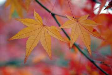 黄葉のもみじ