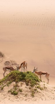 Video of a group of springboks with horns in on a sand dune in Namib desert in Namibia