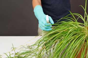 Spraying water on the leaves of a spider plant, florist caring for houseplant, gardening at home
- 780865576