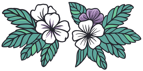 Illustrated tropical hibiscus flower with green leaves in a botanical drawing, featuring white and purple blooms
