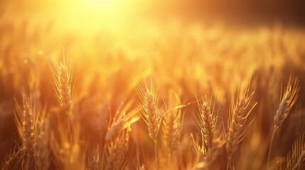 Naklejka premium Golden wheat field at sunset.