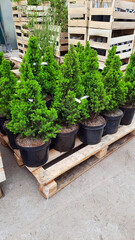 Botanical trees in the hangar, plantation growing trees and flowers, haulm. Eco planting landscaping in pots. landscape design