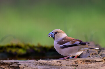 Hawfinch Coccothraustes coccothraustes. In the wild
