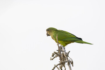 Brown-throated Parakeet (Eupsittula pertinax)