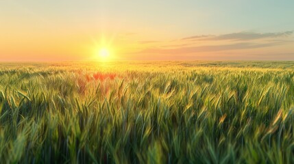 Fototapeta premium The Golden Wheat Field at Sunset
