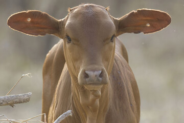 Close up f a young brown calf