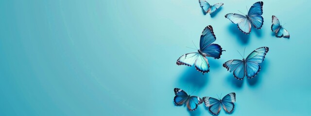 Cyan butterflies on blue background, flat lay banner with copy space for text. Blue butterflies on a light solid background banner