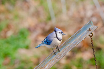 blue jay on bird feeder