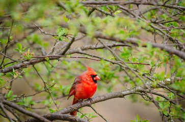 red cardinal on branch