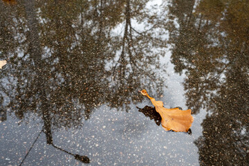 Autumn, rainy weather. Dry oak leaf in puddle on asphalt. Reflections of trees in puddle