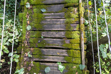 Old Moss-Covered Wooden Suspension Bridge in a Lush Green Forest - 780870114