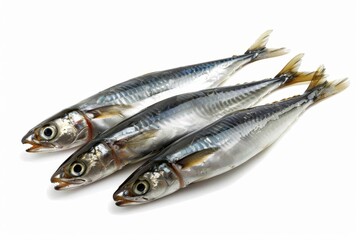 Isolated European anchovy on white background with clipping path