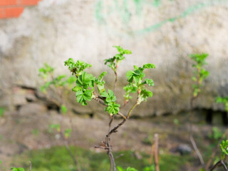 plant growing in the soil