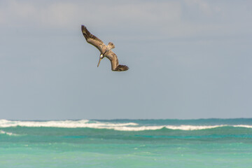 Fishing pelican diving into the sea to catch a fish.
- 780871525