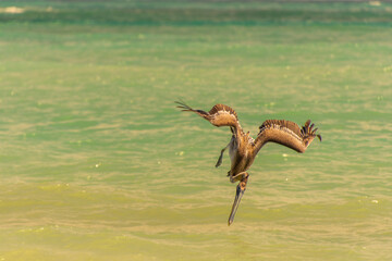 Fishing pelican diving into the sea to catch a fish.
- 780871530