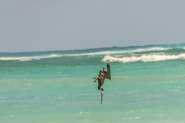 Fishing pelican diving into the sea to catch a fish.
- 780871531