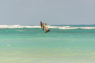 Fishing pelican diving into the sea to catch a fish.
- 780871545