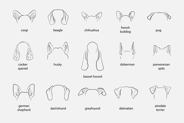 Different Dogs Ears Sign Black Thin Line Icon Set Include of Dachshund and Chihuahua. Vector illustration of Icons