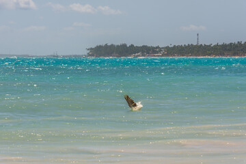 Fishing pelican diving into the sea to catch a fish.
