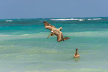 Fishing pelican diving into the sea to catch a fish.
- 780871586