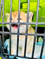 Chaton miaulant dans une cage