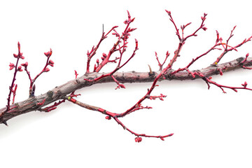 Close up red dry autumn tree branch.