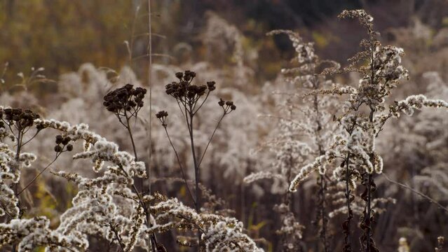 Autumn wild flowers, polish goldenrods (nawłoć)