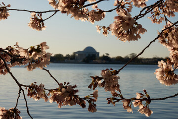 Spring in Washington DC, streets, Cherry Blossom, Flowers, Light, and photography (the USA)