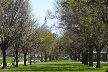 Spring in Washington DC, streets, Cherry Blossom, Flowers, Light, and photography (the USA)