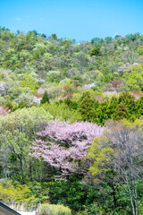 Obraz premium 新緑と桜