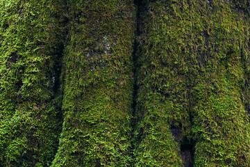green moss background