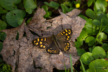 Motyl siedzący na liściu na tle zielonych roślin