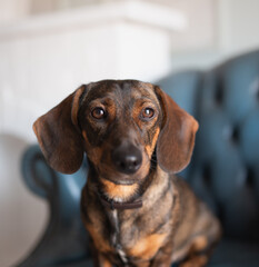A red-haired hunting dog of the dachshund breed lay down to rest on a blue armchair in the living room and looks attentively at the camera, posing. An elegant breed.