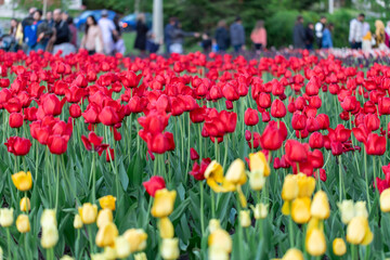 Tulip festival in Ottawa, Canada. Spring flowers in park with walking people.