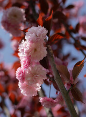 sakura pink flowers in spring