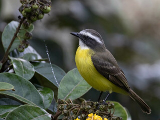 Closeup of Great Kiskadee bird in a tropical shrub in Costa Rica