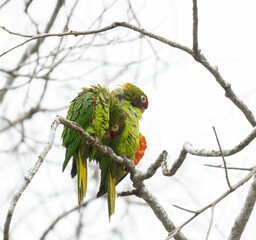 Pair of Crimson-fronted Parakeets snuggled together in a dead tree on a rainy day 