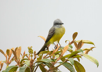 Tropical Kingbird closeup on a tropical shrub in Costa Rica