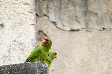 Pair of Crimson-fronted Parakeets in the stone Ruins of Urrajas in Paraiso Costa Rica