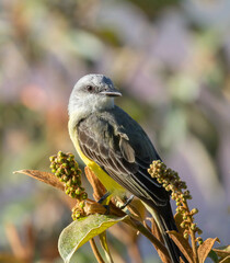 Tropical Kingbird closeup on a tropical shrub in Costa Rica