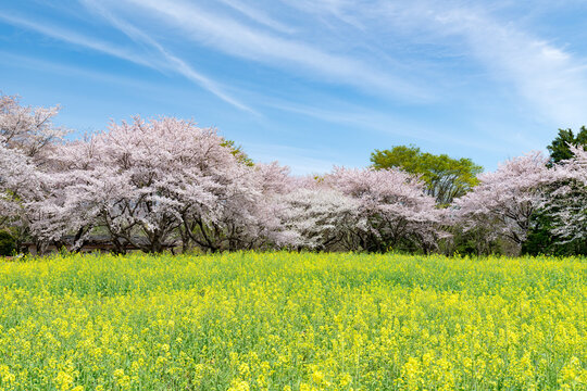 Showa Memorial Park (Showa Kinen Koen), Tachikawa, Tokyo, Japan