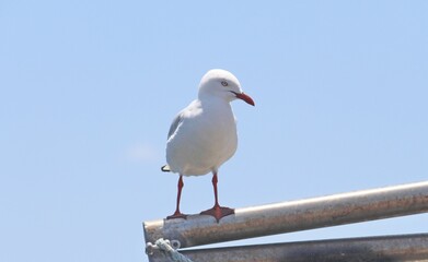 Obraz premium Sea gull perch on a metal pipe